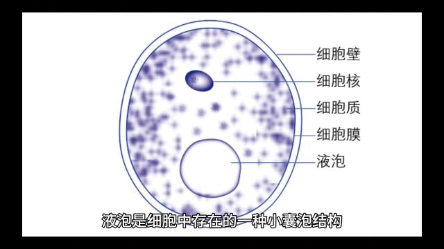 你了解液泡吗?