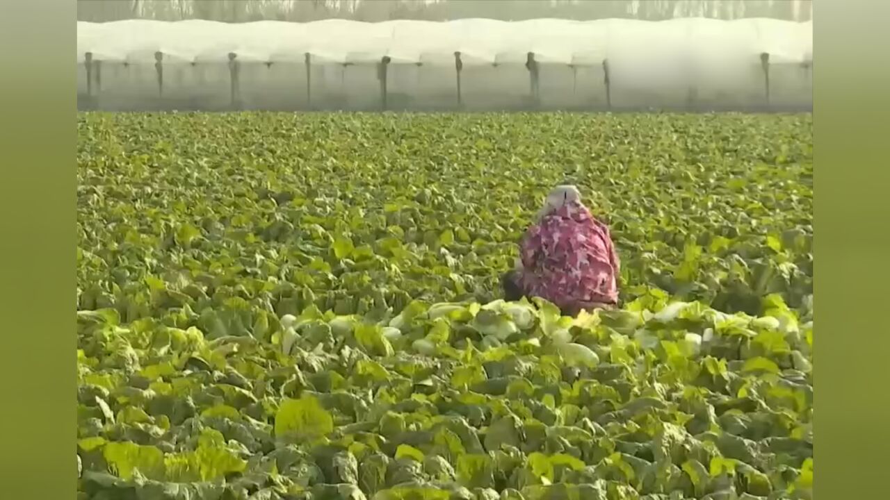 11月份全国蔬菜价格季节性环比下降