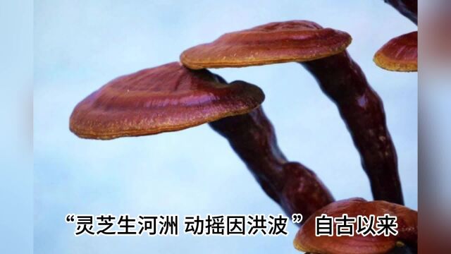 灵芝孢子粉的功效与作用,灵芝孢子粉为何在保健领域备受推崇