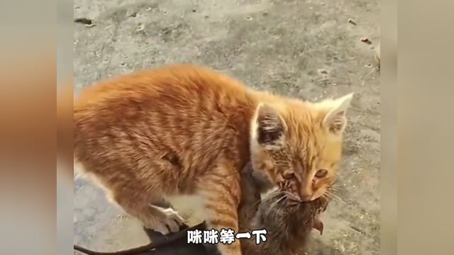 小猫咪捕猎高能时刻小猫咪抓大老鼠猫咪记录猫咪日常猫抓老鼠萌宠出道计划神奇动物在抖音