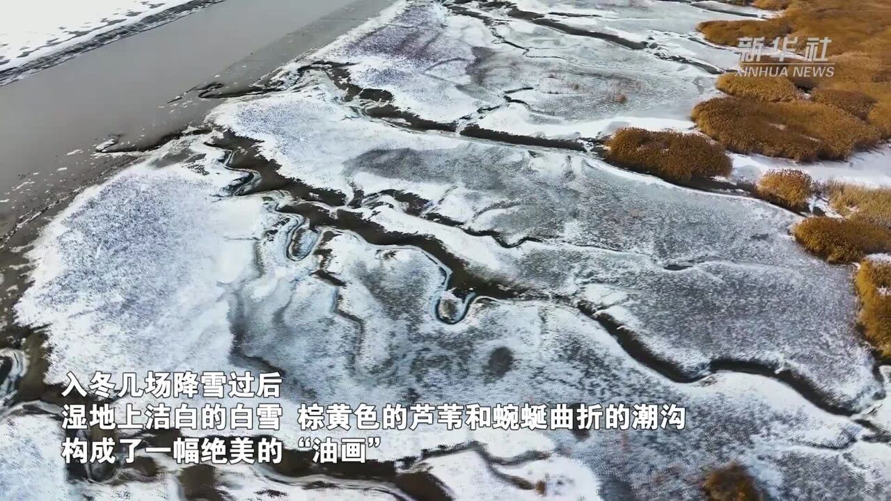 雪后的辽河口湿地风景美如油画