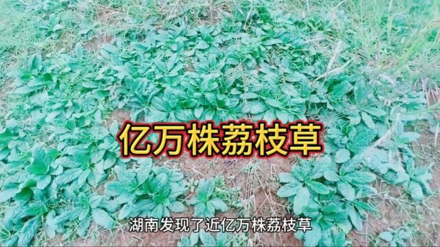 湖南发现了近亿万株荔草