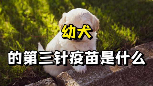 幼犬的三针疫苗,你知道分别是什么吗?