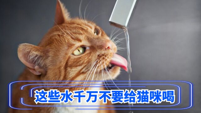 这些水,千万不要给猫咪喝,否则会害了它!