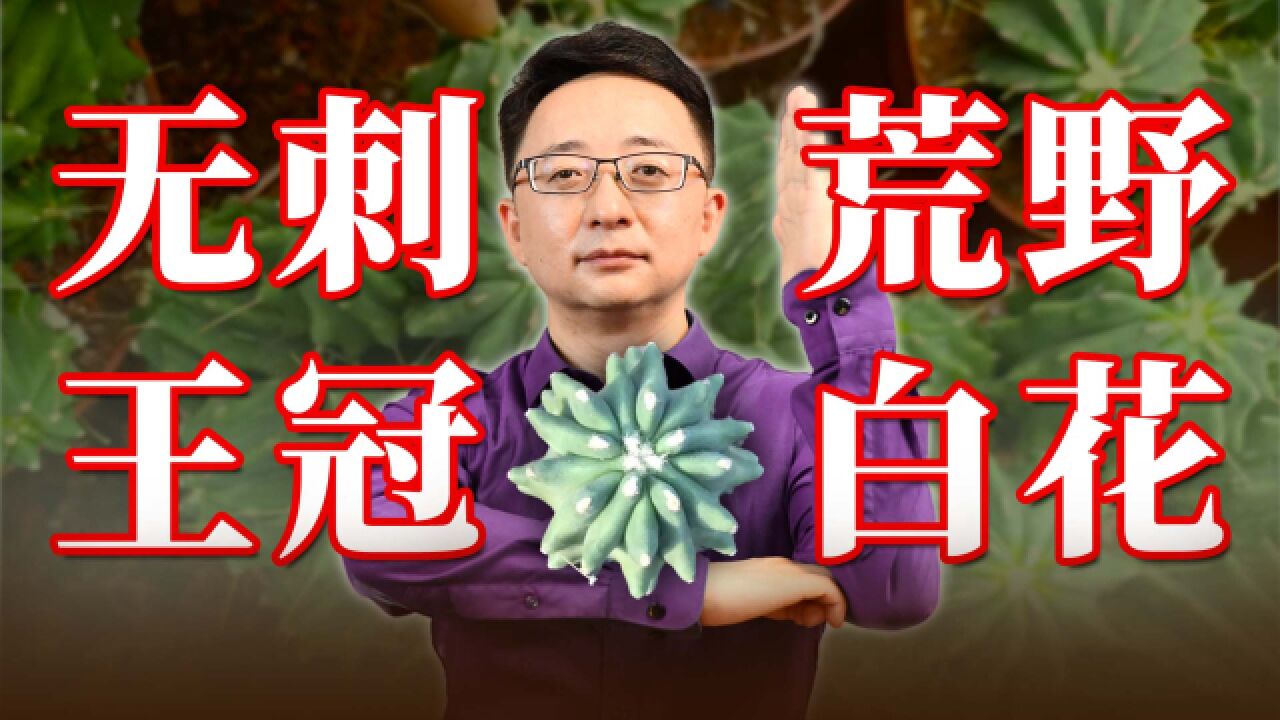 仙人掌中的叛徒,没有刺的王冠龙,能开出怎样洁白清透的花?