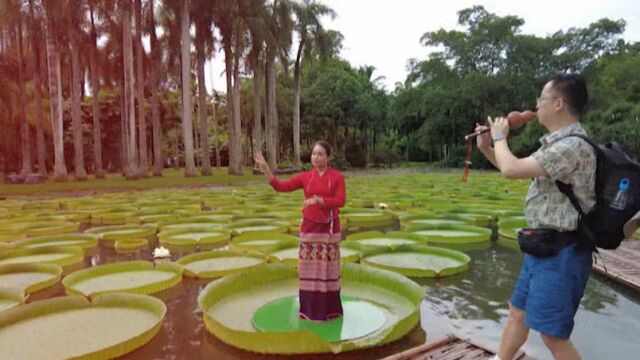 遇见版纳生物多样性