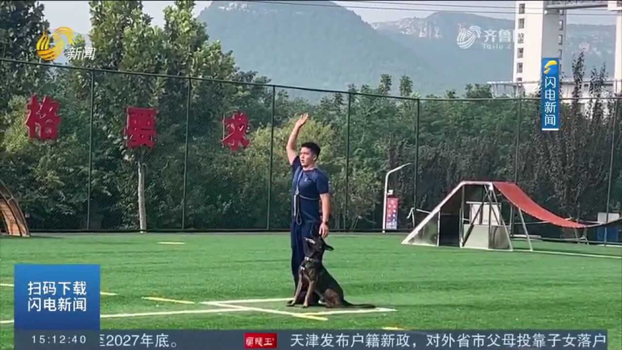 “神犬”出击!全国搜救犬齐聚山东,参加一场别开生面的结业考试