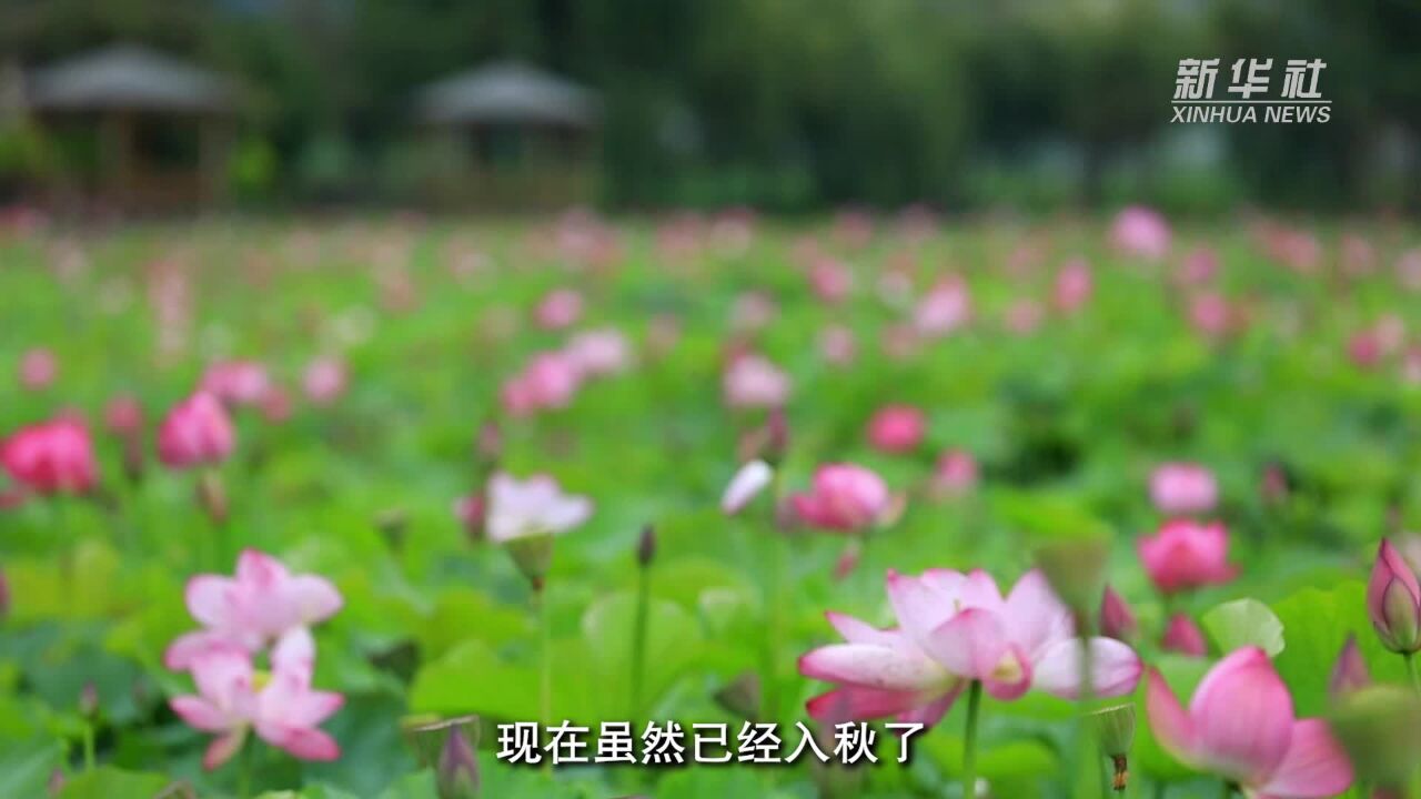 云南姚安:秋日荷韵浓