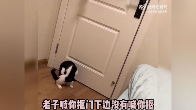 关于猫中深井冰这个称呼,没有一只奶牛猫是无辜的!