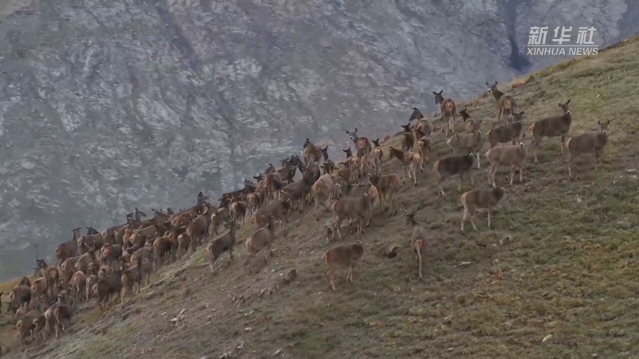 百余只白唇鹿现身甘肃祁连山保护区