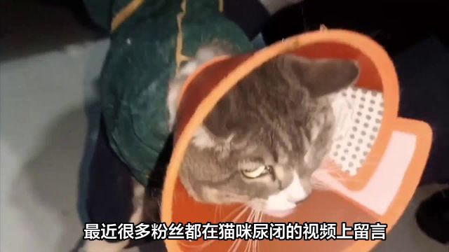 猫咪尿闭?这些自救措施先收好!