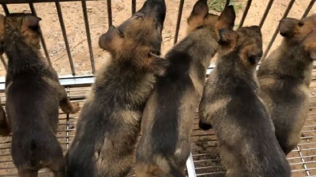 中国本土狼犬昆明犬,7母一公特别棒,大家来欣赏品评下