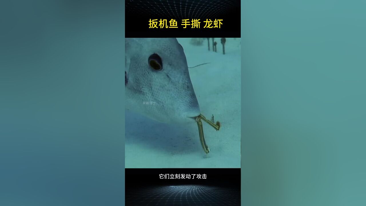 扳机鱼手撕龙虾,体型虽小战斗力极强