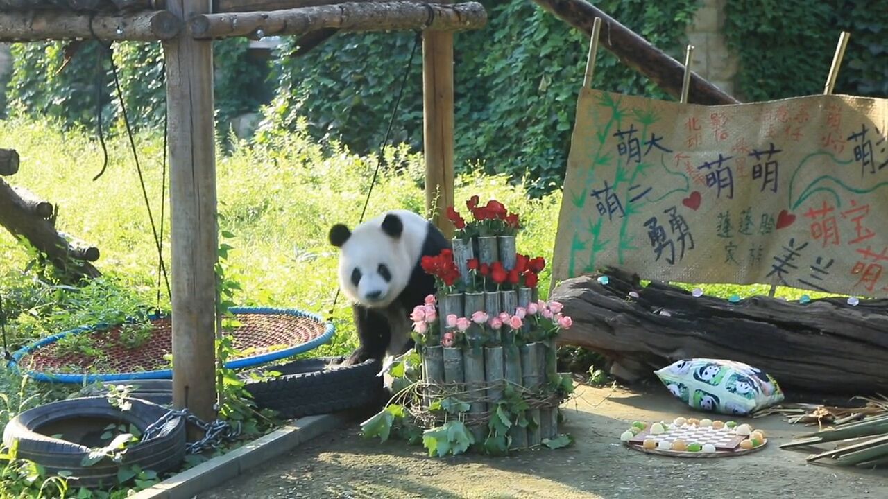 萌萌生日快乐~