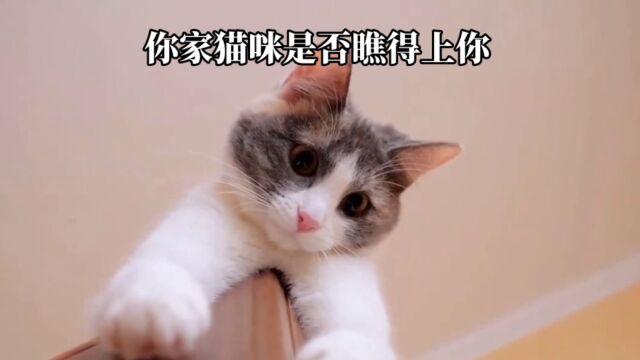 你家猫咪是否瞧得上你?如何判断猫咪是否爱你?