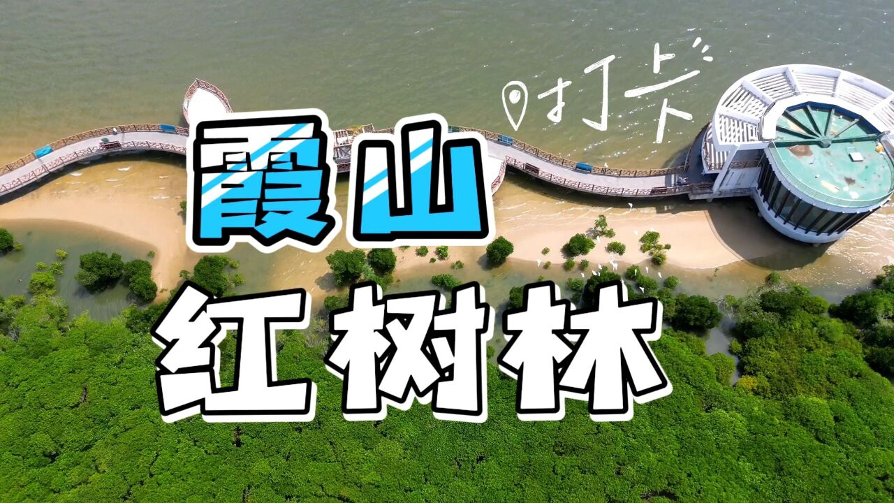 绿树碧水,欧鸟翔集!为南国滨海湛江的冬天带来暖暖浪漫色彩