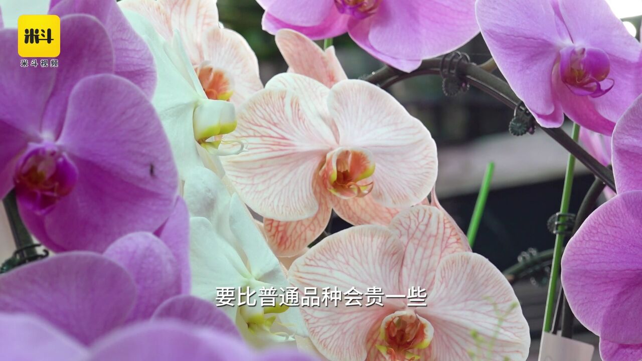 临近春节广州年花热销,龙年龙兰花成“网红”