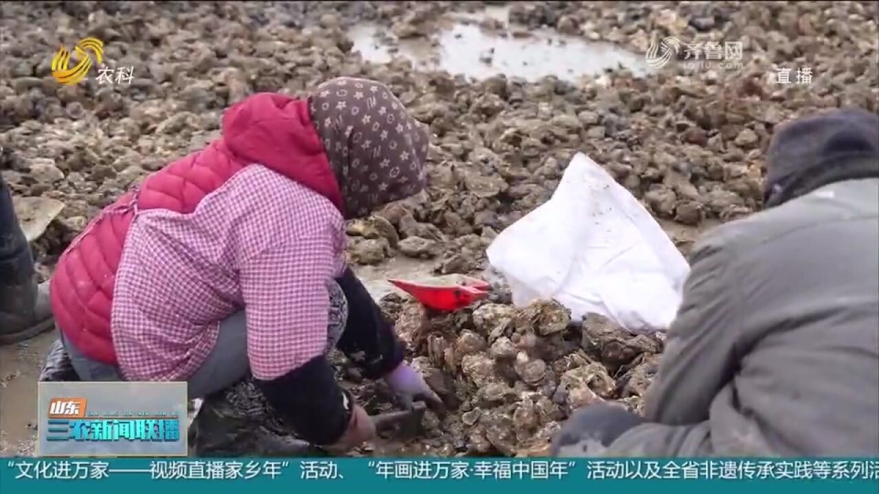 日照岚山:9万亩牡蛎迎收获,工人们分拣打包忙,走俏海鲜市场