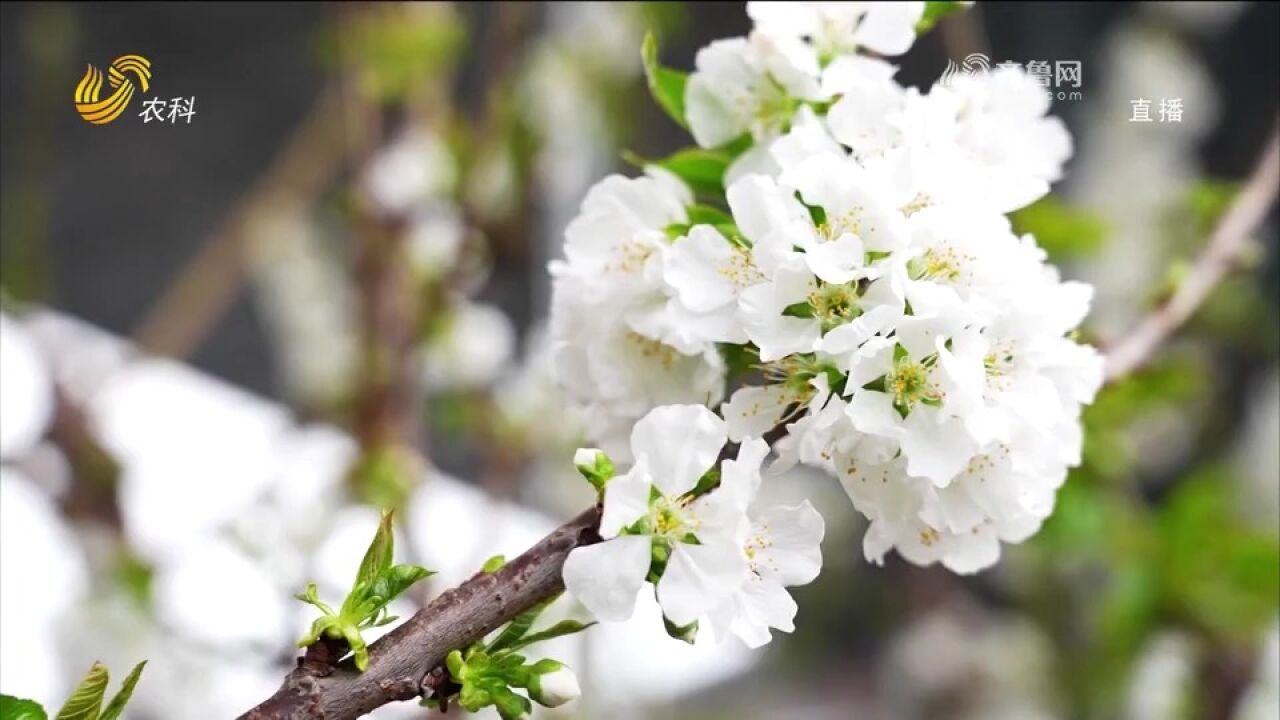 菏泽成武大棚樱桃花开,生机勃勃春意盎然,跟随镜头一起来赏美景