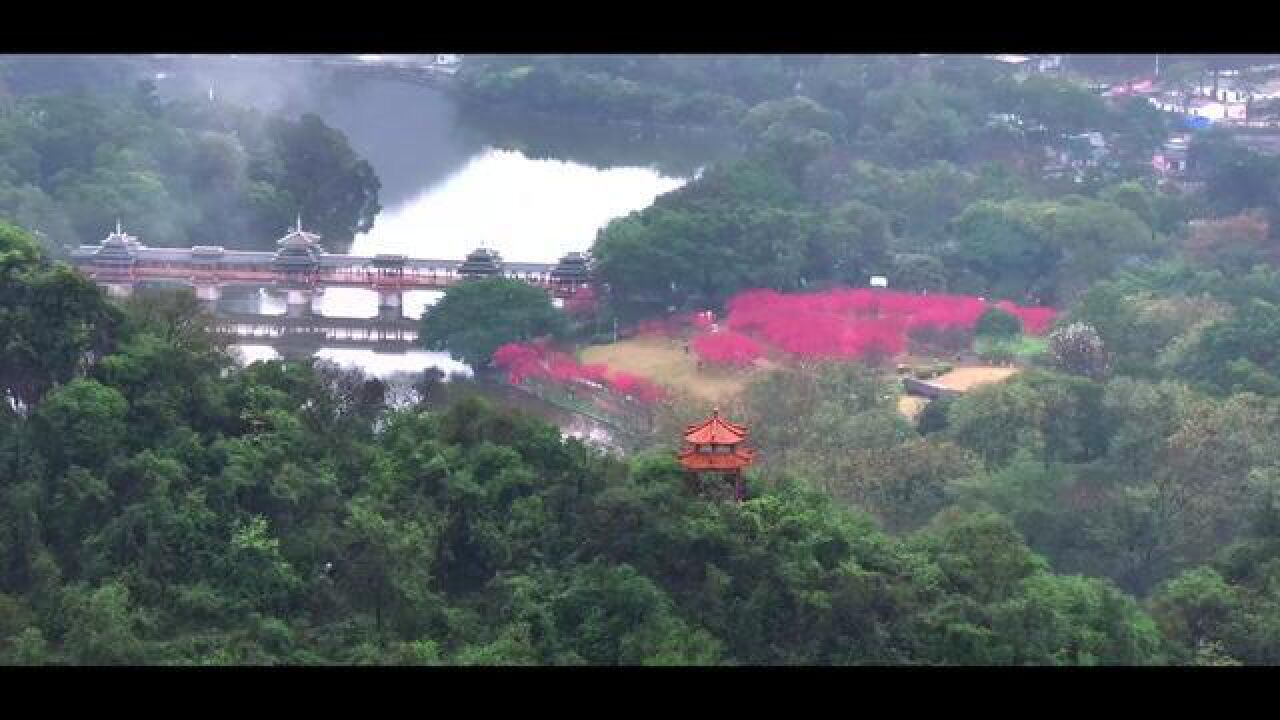 广西壮族自治区柳州市,柳州桃花绽放