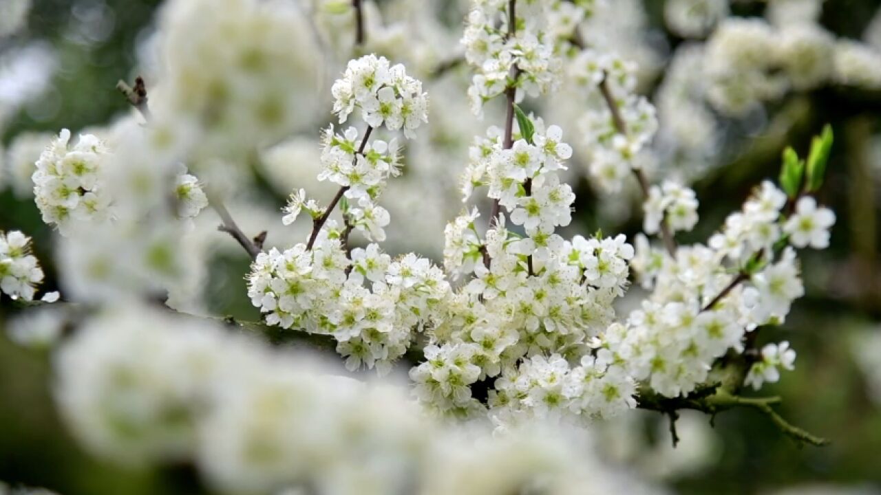 在春日ⷥﻦ˜娶㢑⤸讐Š梨花一枝春带雨 麻阳春日山堆雪