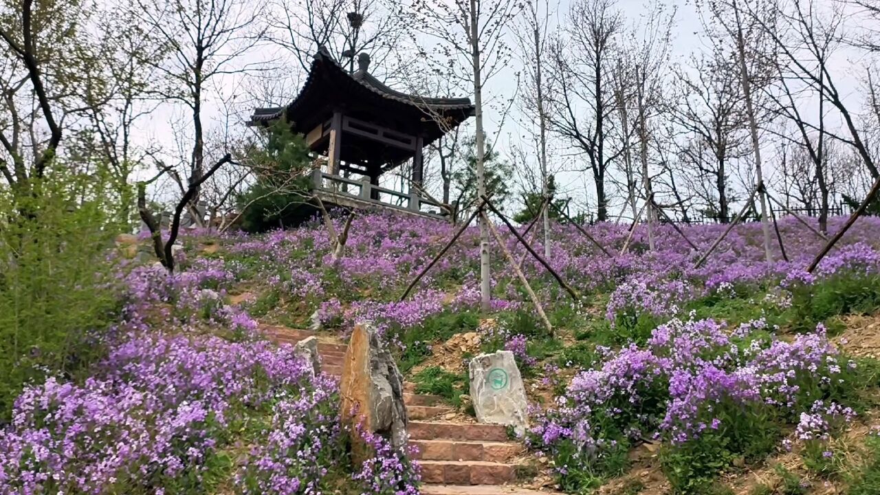 大连横山景区赏花,看看美不美