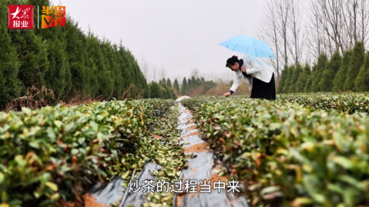 曾经养猪种地,如今变身农艺师!钟情海青茶,她成了国字号科技小院带头人