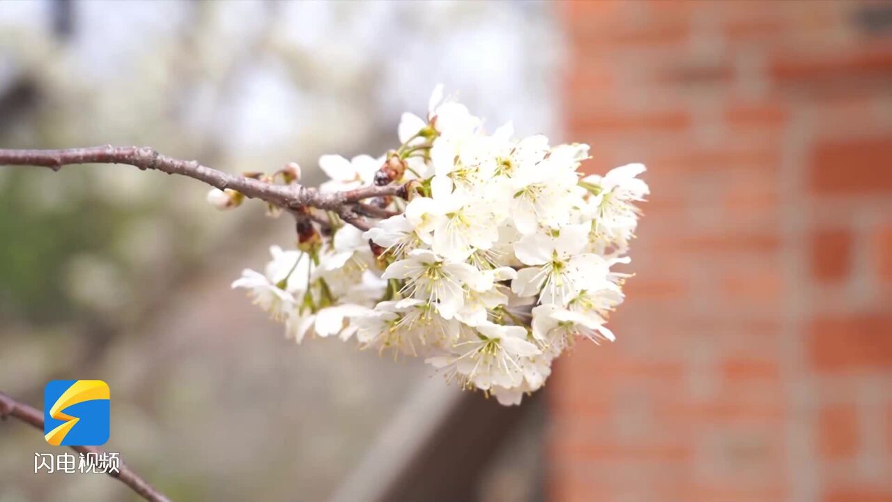 日照浪漫丨古村落樱桃花盛开