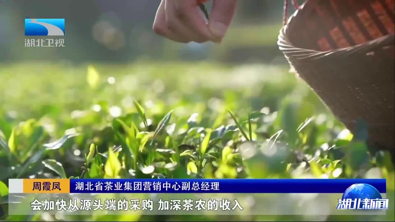 春日观“茶”室 “湖北茶”进入新茶饮赛道