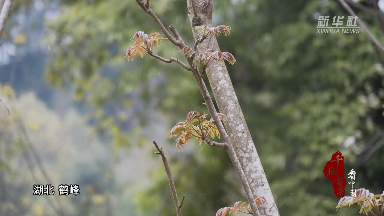 千城百县看中国丨湖北鹤峰:鲜香椿韵——香椿炒鸡蛋