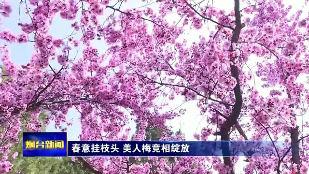 春意挂枝头 美人梅竞相绽放