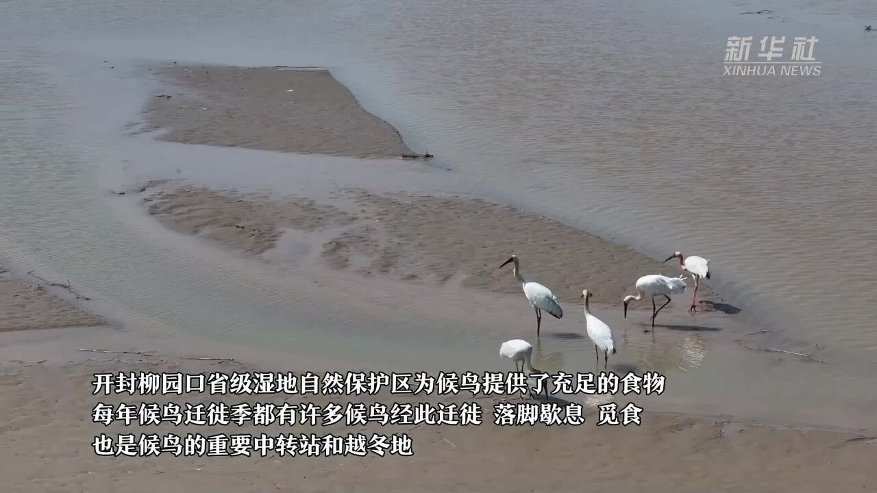 濒危物种白鹤现身黄河湿地