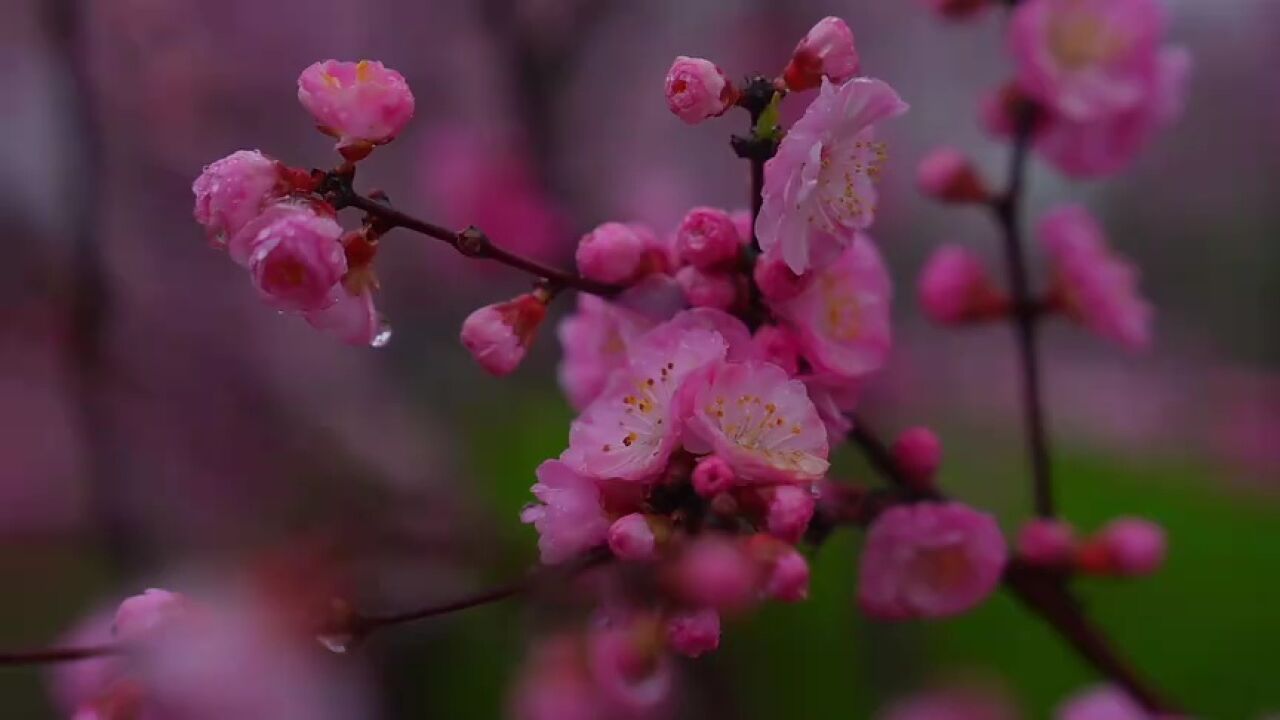 济宁市梁山县:繁花似锦春意浓