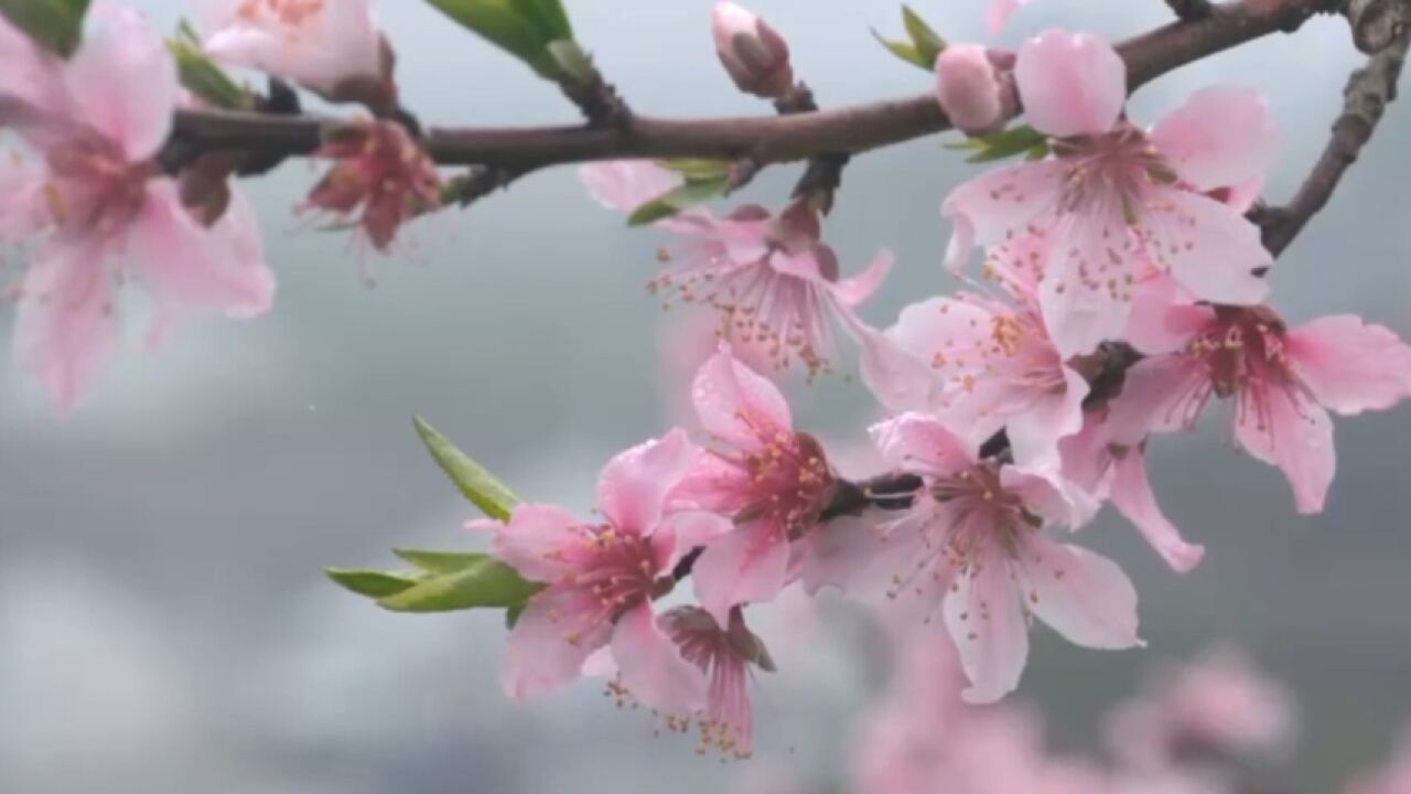 早春桃花盛开,花海如画美不胜收,大自然的绚丽盛宴惊艳上线