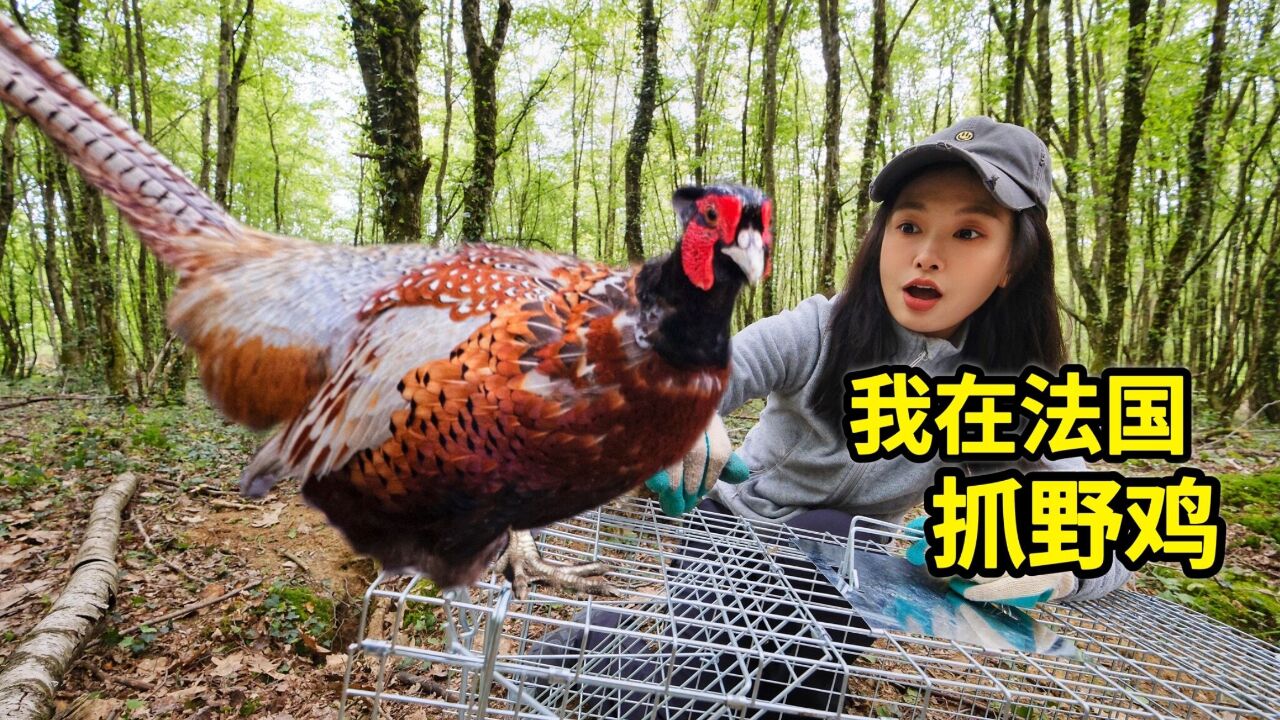 在法国抓野鸡,一个笼子一把鸟食就能成功,森林猎人就是我