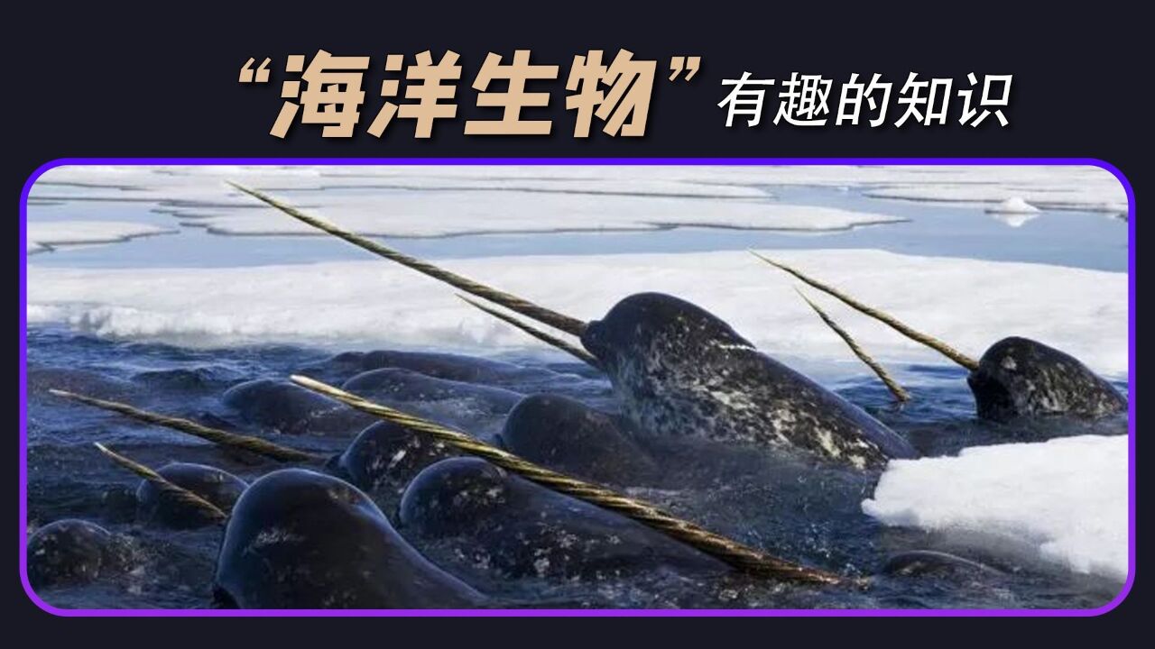 「千奇百趣」信不信由你?关于”海洋生物“的有趣知识(1)