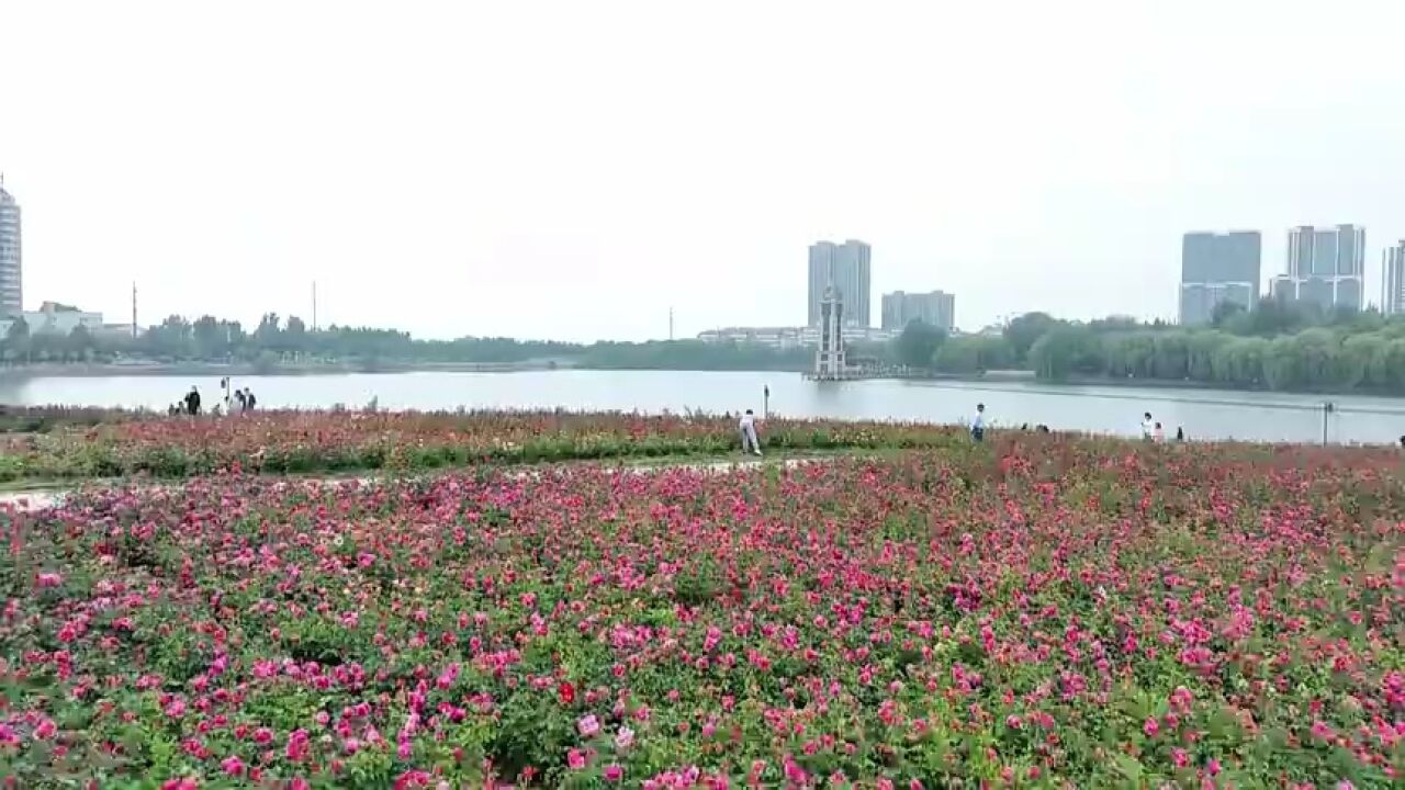 潍坊市昌乐县:雨润花海花更艳