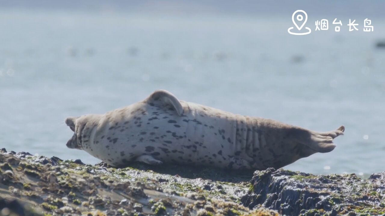 国际生物多样性日—斑海豹篇