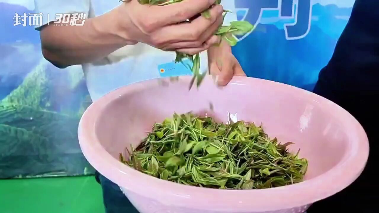 开赛了!四川达州8支采茶制茶专业队伍在大巴山同台竞技