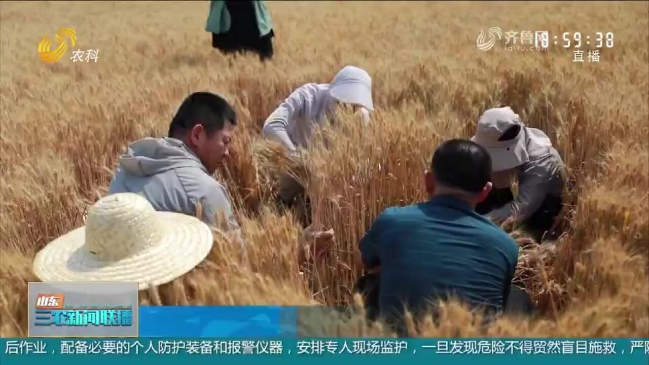 山东省农科院组织专家,现场测产验收,富锌小麦提质又增产