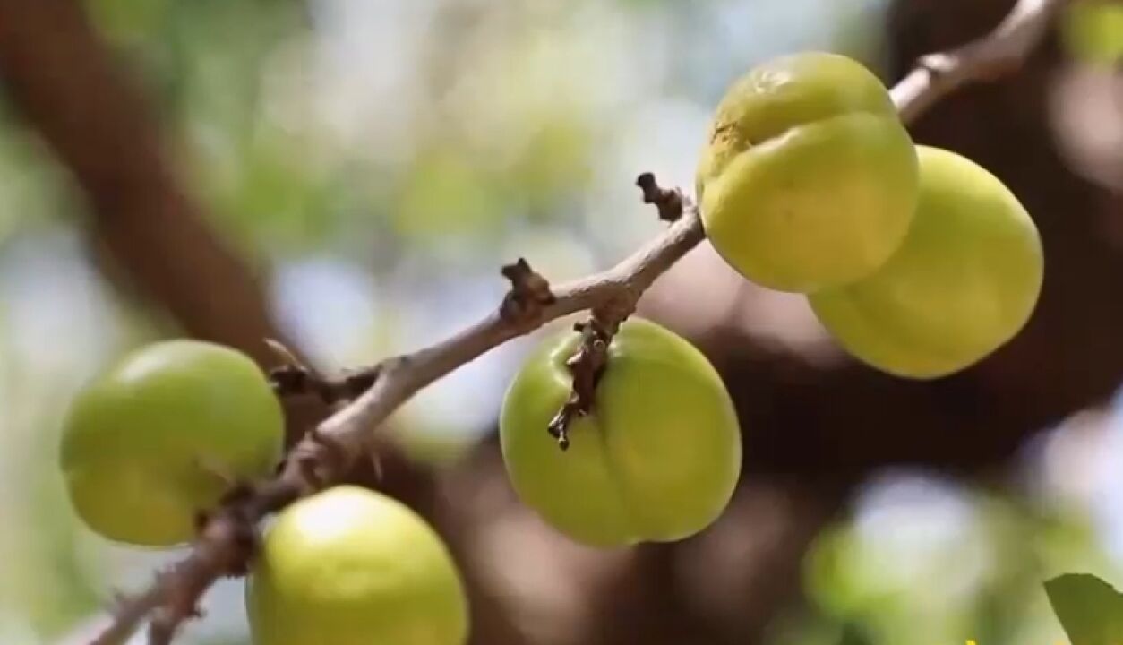 当地特产“珍珠油杏”,清甜可口销量火爆,吸引众多经销商收购