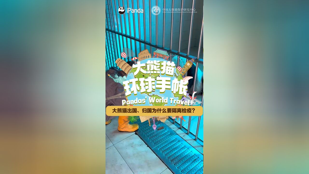 为什么大熊猫出国归国要隔离检疫?