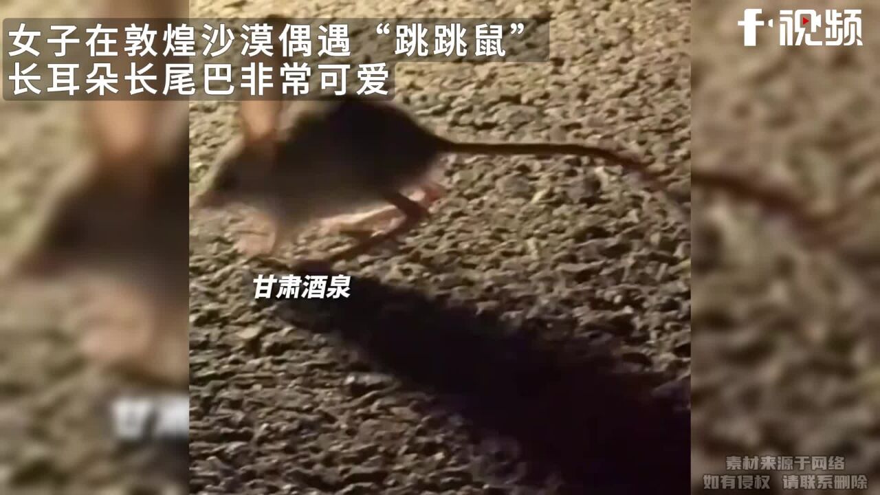 女子在敦煌沙漠偶遇“跳跳鼠”,长耳朵长尾巴非常可爱