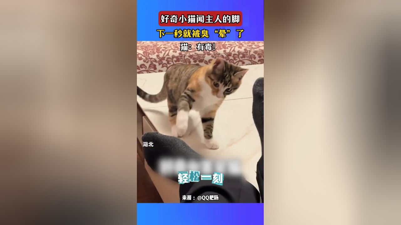 好奇小猫闻主人的脚,下一秒就被臭“晕”了,猫:有毒!