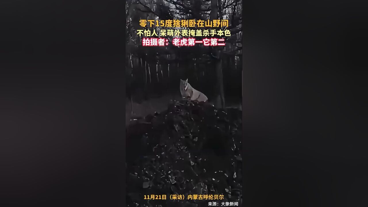 零下15度猞猁卧在山野间,不怕人,呆萌外表掩盖杀手本色,拍摄者:老虎第一它第二