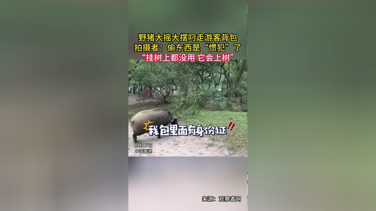 野猪大摇大摆叼走游客背包,拍摄者:偷东西是“惯犯”了,“挂树上都没用,它会上树”.