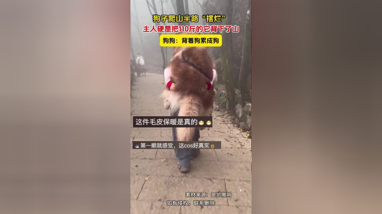 狗子爬山半路“摆烂”,主人硬是把110斤的它背下了山,狗狗:背着狗累成狗