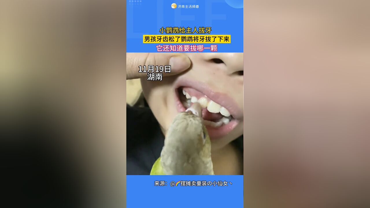 小鹦鹉给主人拔牙,它还知道要拔哪一颗牙齿