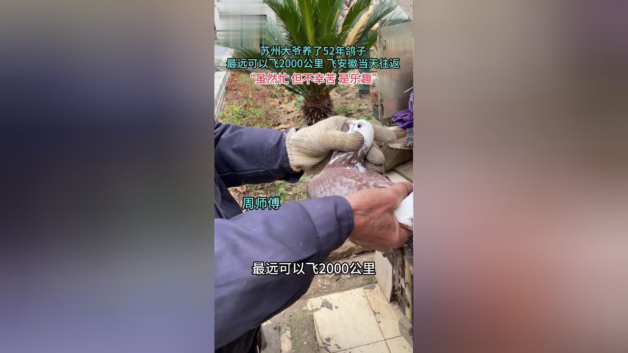 苏州一大爷养了52年的鸽子,“每天并不辛苦,因为喜欢是乐趣”