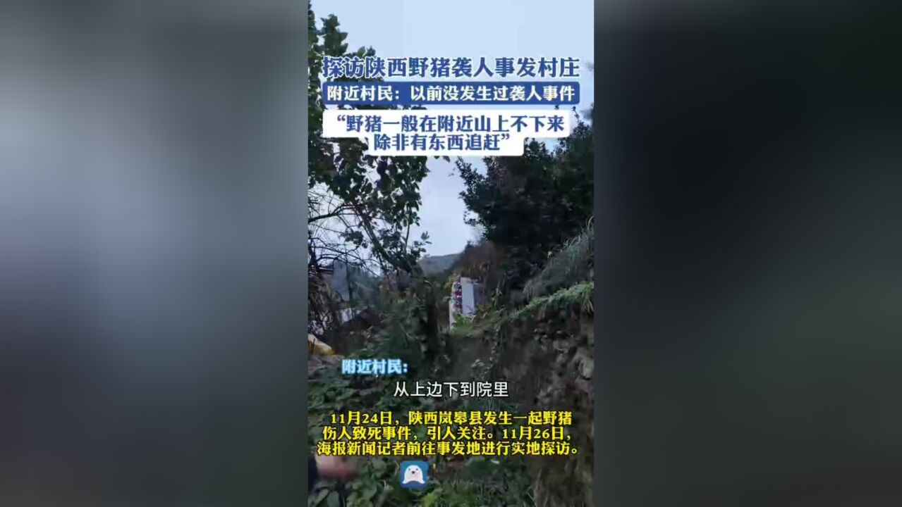 探访陕西野猪袭人致死事发村庄,附近村民:不追赶的话,野猪一般不下山